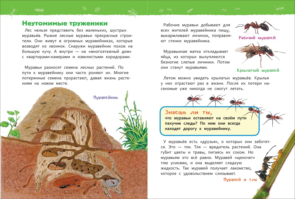 ДЕТСКИЙ САД «ЛЕС» — HAAST