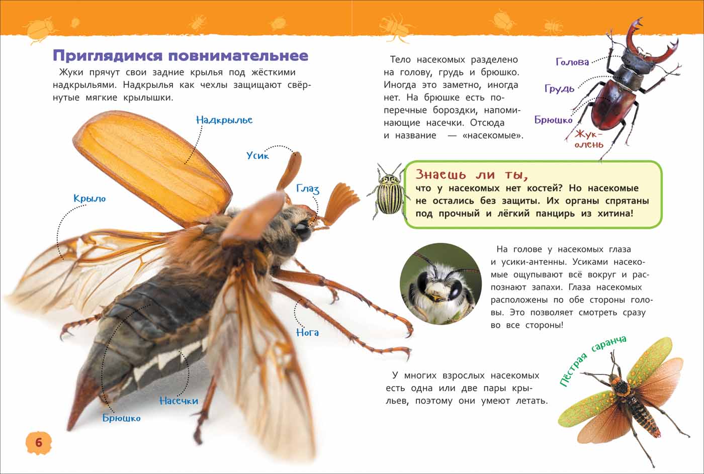 Купить Росмэн 32829 Насекомые (Энциклопедия для детского сада) - цена от  176 ₽ в Белогорске