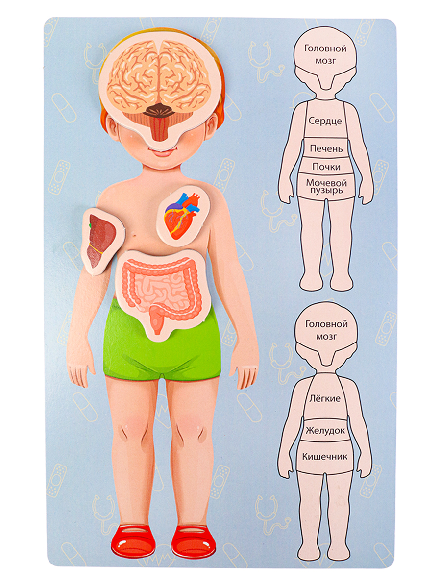 Купить ИН-5520 BRIGHT KIDS. Весёлые магнитики. ТЕЛО ЧЕЛОВЕКА Арт. (ИН-5520)  Развлекательные игры - цена от 362 ₽ в Бахчисарае