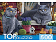 миниатюра ХТП500-4214 TOPpuzzle. ПАЗЛЫ 500 элементов. ХТП500-4214 ДВА БРИТАНСКИХ КОТА