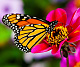 миниатюра ХК-8157 Холст с красками 17х22 по номер. в кор. (14цв.) Бабочка не летнем цветке (Арт. ХК-8157)