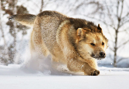 Фото товара MPZCAN14-M Collection ANIMALS. Волк в снегу. 120 деталей. Размер 28 х20см. Средний размер детали 3см