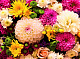 миниатюра Х-5568 Холст с красками 30х40 см по номерам (19 цв.) Пышный букет ярких цветов (арт. Х-5568)