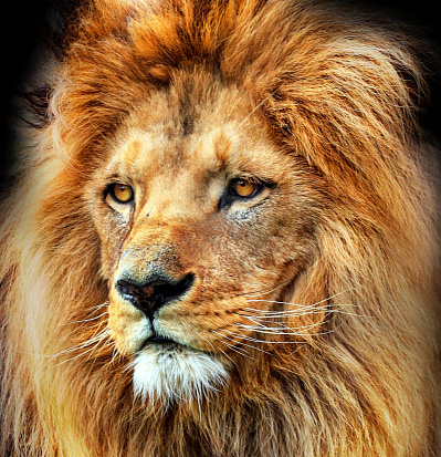 Фото ХК-8823 Холст с красками 20х20 по номер. в кор. (10цв.) Взрослый лев с пышной гривой (Арт. ХК-8823)