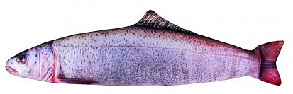 Фото товара 10102 Игрушка антистресс "Рыба" ( шт), арт. 10102