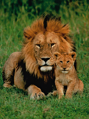 Фото ХК-5881 Палитра. Холст с краск. 40х50 см по номер. в кор. (20 цв.) Лев и львёнок (Арт. ХК-5881)