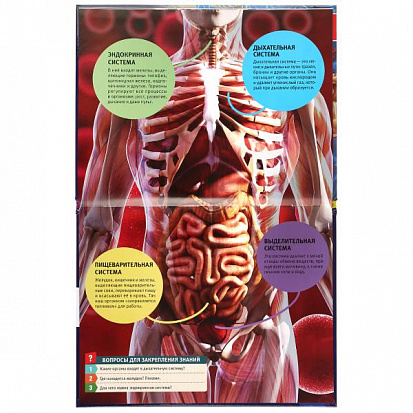 978-5-506-04091-0 "УМКА". СЕКРЕТЫ ТЕЛА ЧЕЛОВЕКА (ЭНЦИКЛОПЕДИЯ А4). ТВЕРДЫЙ ПЕРЕПЛЕТ. 197Х255ММ. 48 С фото