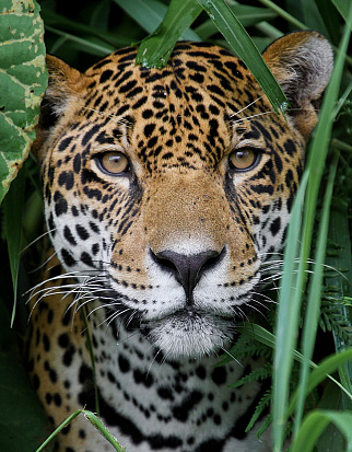 Фото ХК-8161 Холст с красками 17х22 по номер. в кор. (14цв.) Затаившийся красивый ягуар (Арт. ХК-8161)