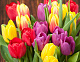 миниатюра ХК-8172 Холст с красками 17х22 по номер. в кор. (13цв.) Разноцветные весенние тюльпаны (Арт. ХК-8172