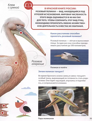 ПЕРВАЯ ДЕТСКАЯ ЭНЦИКЛОПЕДИЯ. ВСЁ О КРАСНОЙ КНИГЕ МАЛЫШАМ фото