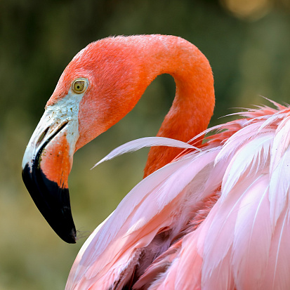 Фото ХК-8821 Холст с красками 20х20 по номер. в кор. (13цв.) Розовый фламинго с пушистыми перьями (Арт. Х