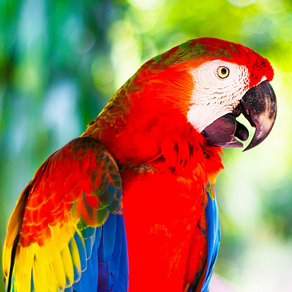 Фото ХК-8829 Холст с красками 20х20 по номер. в кор. (12цв.) Красный попугай Ара (Арт. ХК-8829)