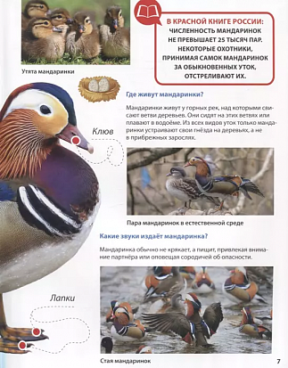 ПЕРВАЯ ДЕТСКАЯ ЭНЦИКЛОПЕДИЯ. ВСЁ О КРАСНОЙ КНИГЕ МАЛЫШАМ фото