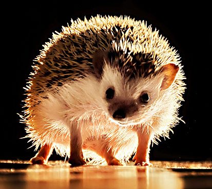 Фото товара MPZCAN17-M Collection ANIMALS. Ежик. 84 детали. размер 210 х20см. Средний размер детали 3см