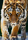 миниатюра ХК-8571 Палитра. Холст с краск. 30х40 см по номер. в кор. Настороженный красивый тигр (Арт. ХК-8571)