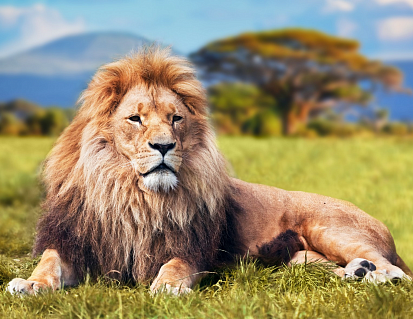 Фото ХК-8566 Палитра. Холст с краск. 30х40 см по номер. в кор. Отдыхающий массивный лев (Арт. ХК-8566)