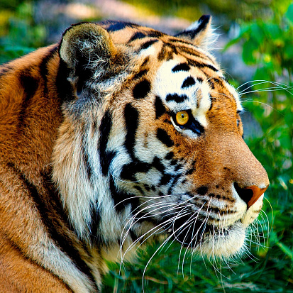 Фото ХК-8819 Холст с красками 20х20 по номер. в кор. (12цв.) Наблюдательный грозный тигр (Арт. ХК-8819)